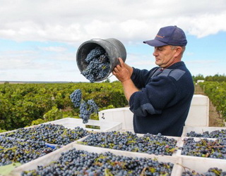 На виноробні «Колоніст» починають збирання винограду